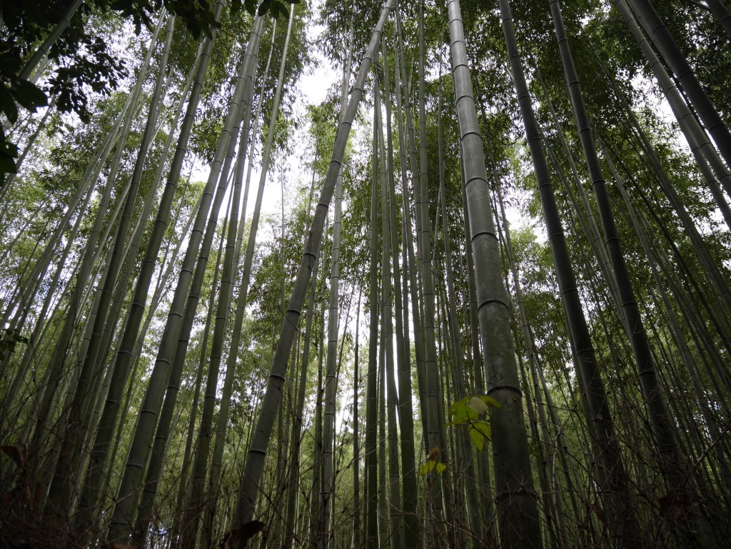 Forêt de Bambou 
