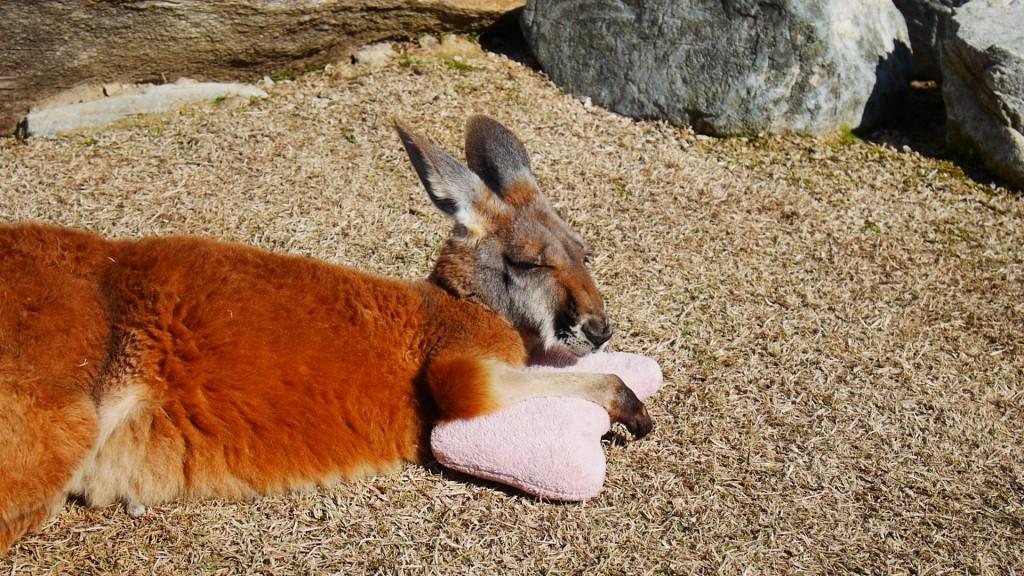 Un kangourou proche de son oreiller