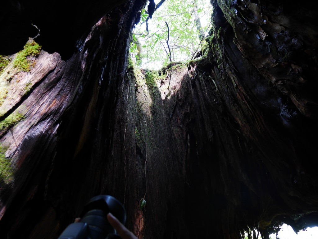 L'intérieur d'un arbre