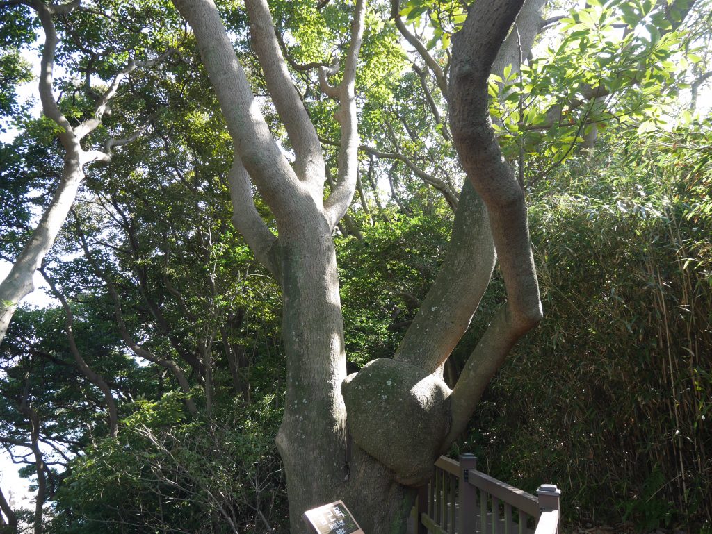 Le "fameux" penis tree