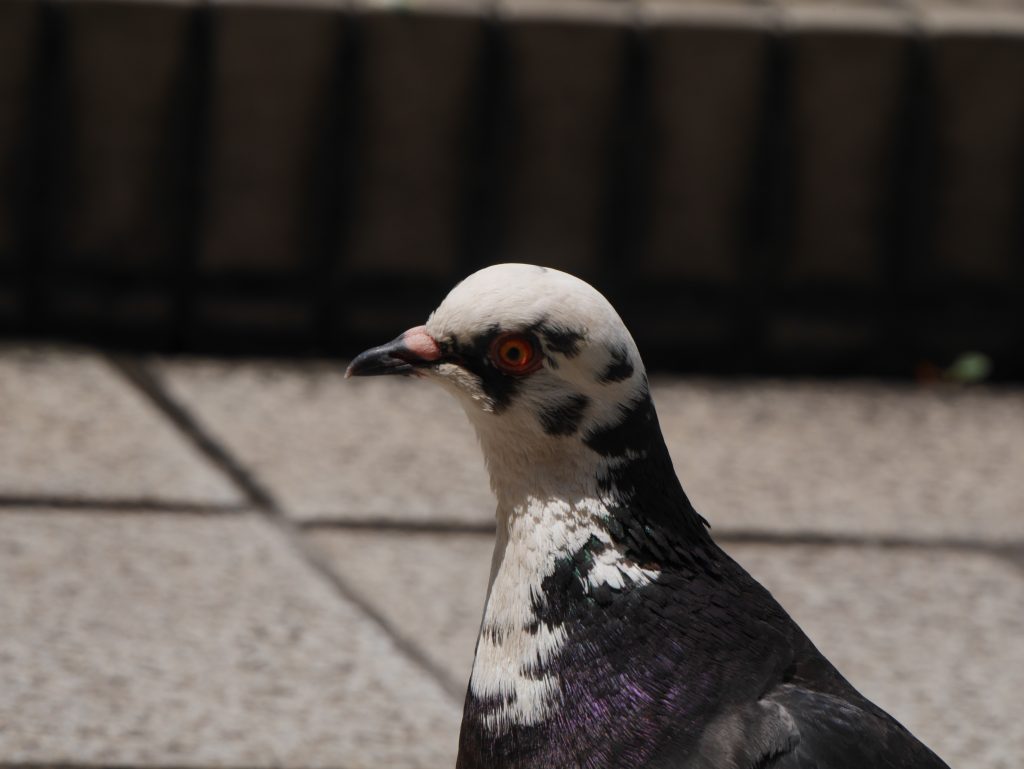 J'ai rencontré un beau pigeon pendant mon excursion en solitaire !