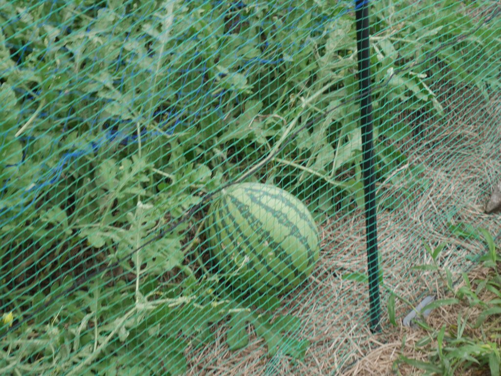Une pastèque sauvage apparaît !