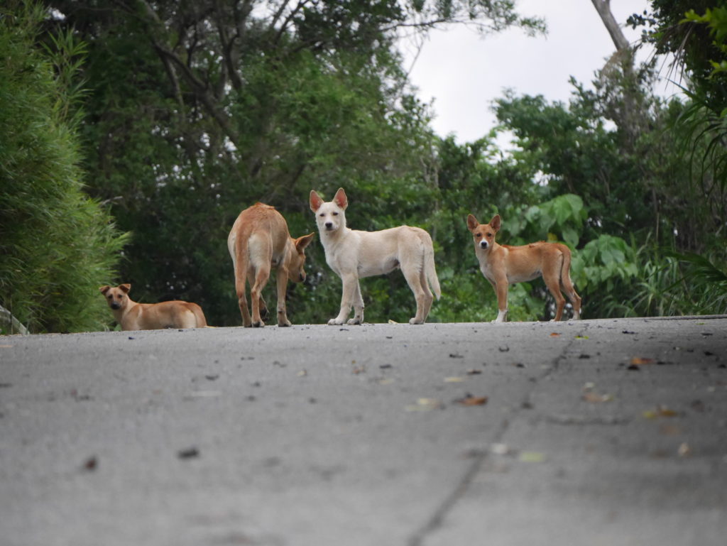 La famille de San, le chien.