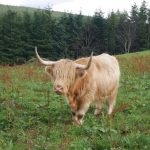 Vache écossaise digne de nos ados