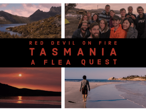 Red Devil on Fire, Tasmania blog post