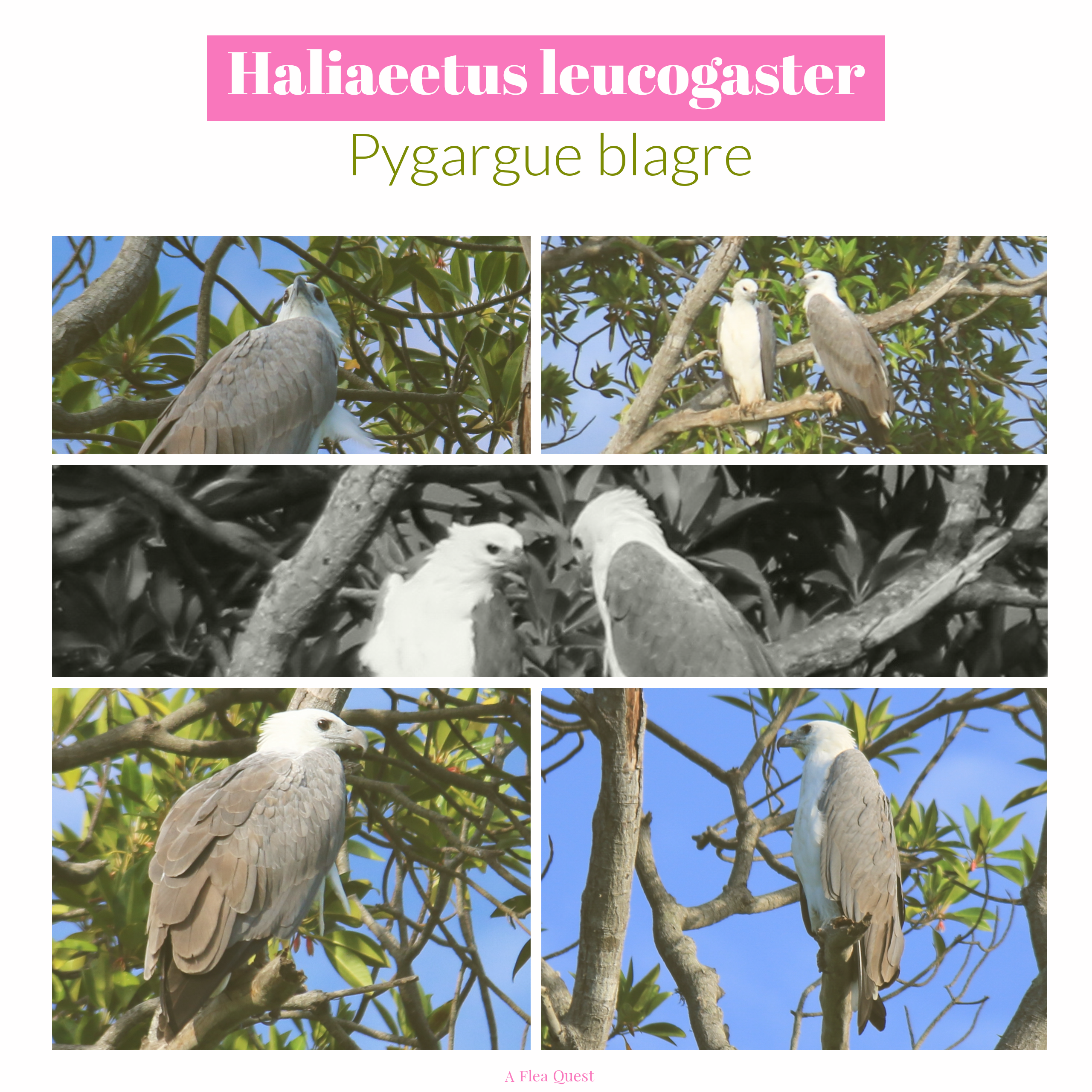 Montage Haliaeetus leucogaster