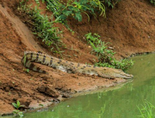 Crocodile à Udawalawe
