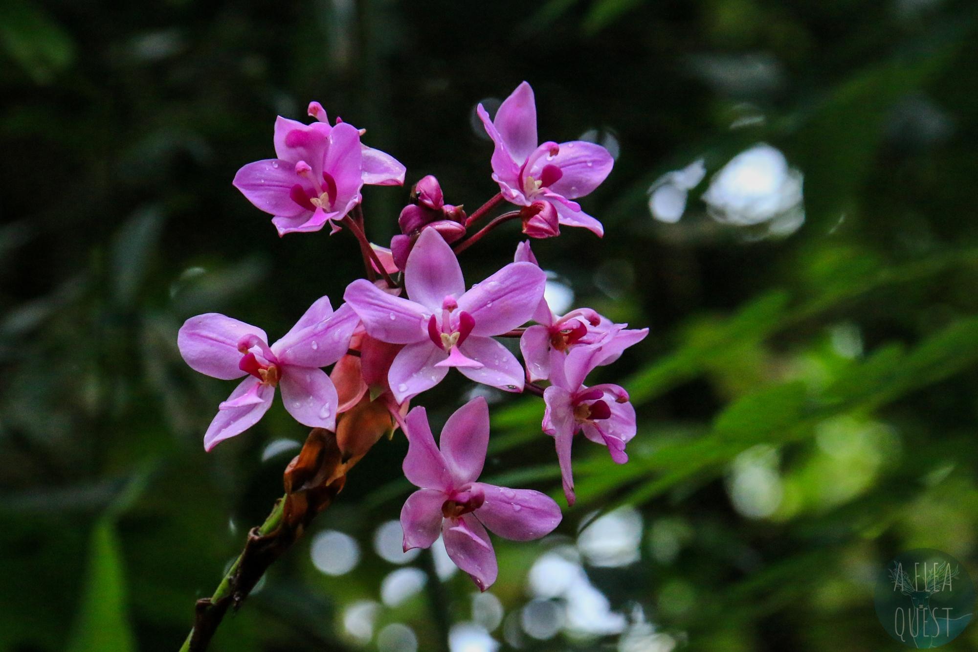 Orchidées, les fleurs favorites de Dante