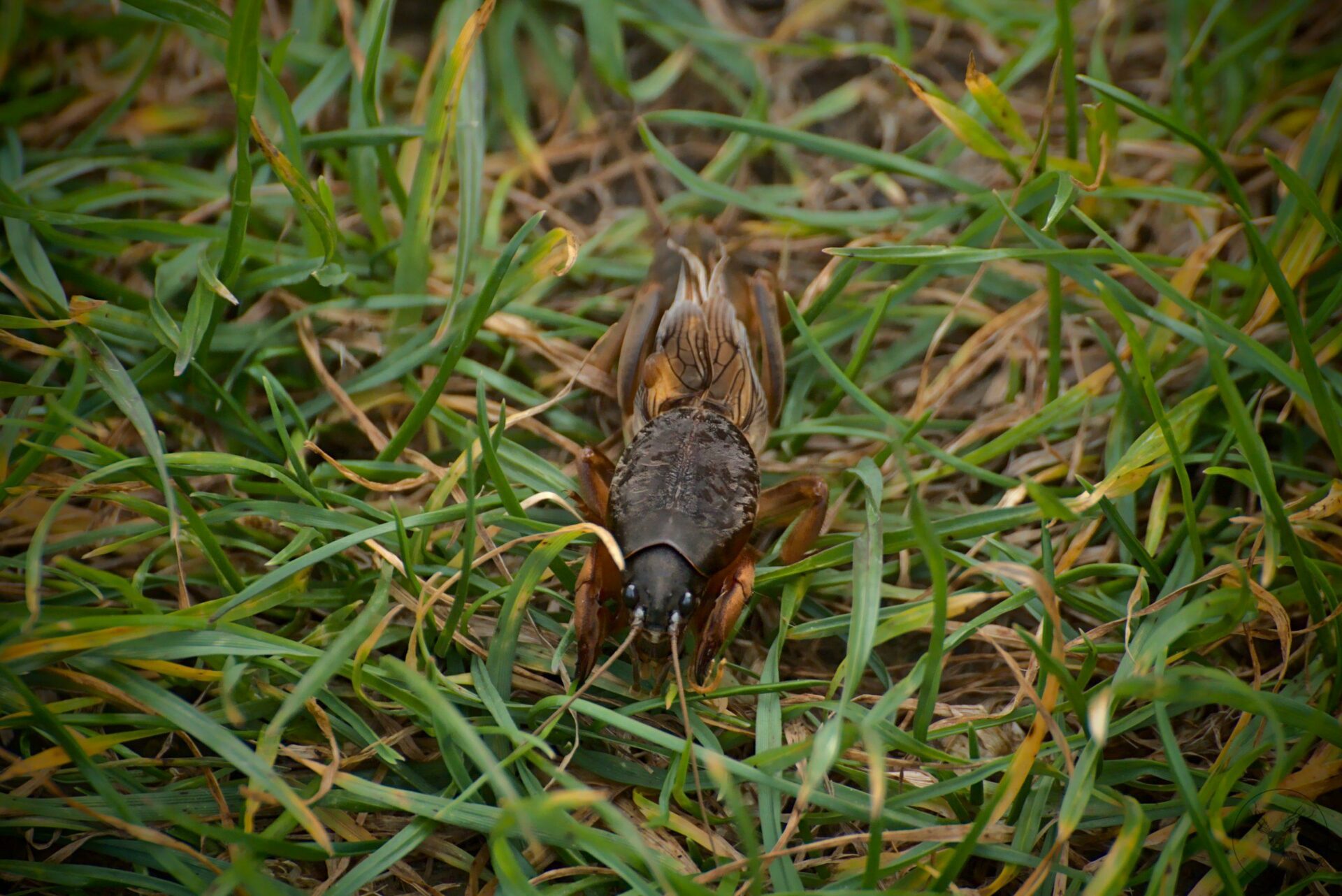 Insecte marron très dur à décrire. Le haut est marron sombre comme en velours et le bas a comme des ailes mais ça ressemble à un grillon. Pour l'échelle, entre 5 à 10cm