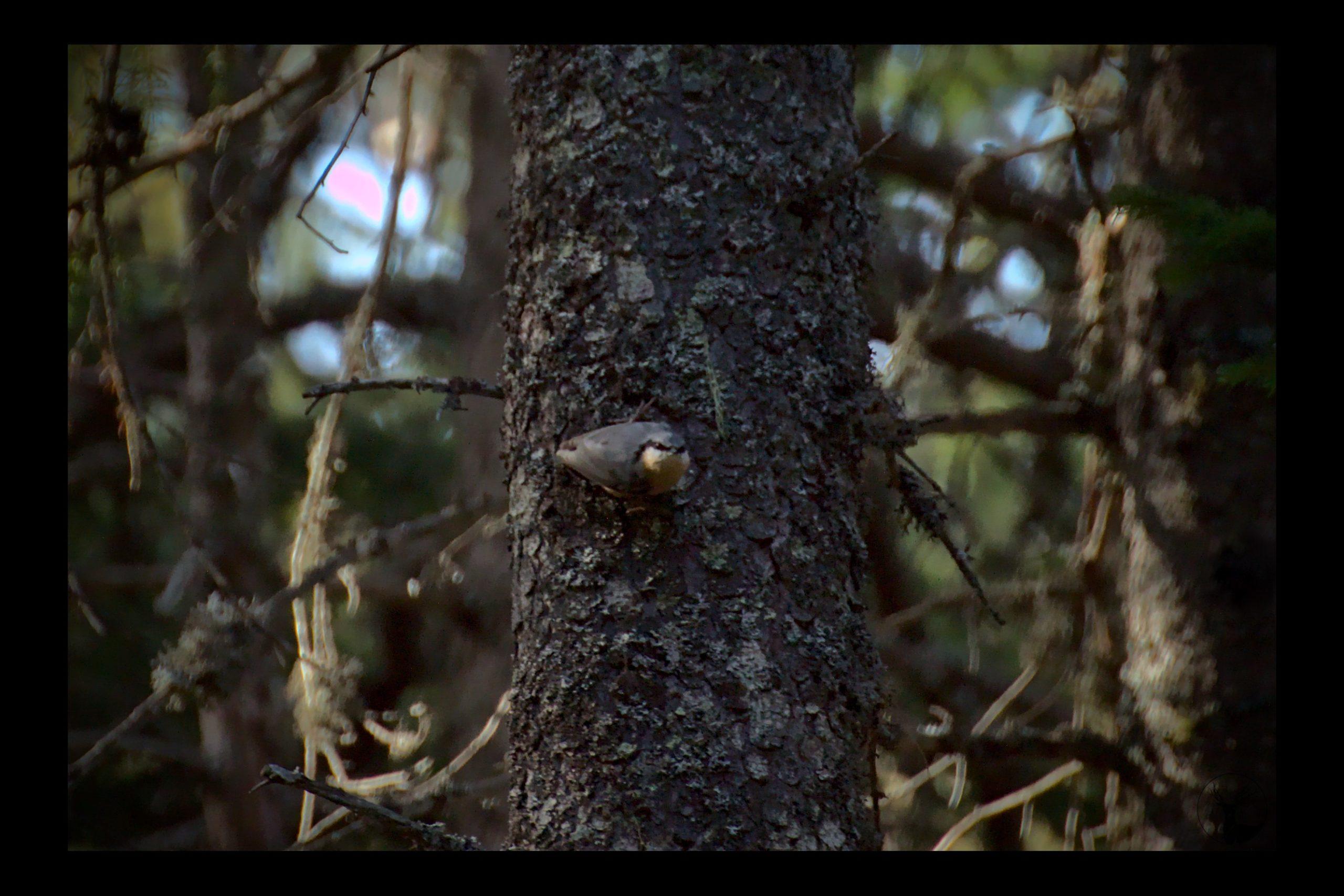 Sittelle torchepot (petit oiseau gris et orangé) sur un tronc pointant son bec vers l'objectif de l'appareil photo
