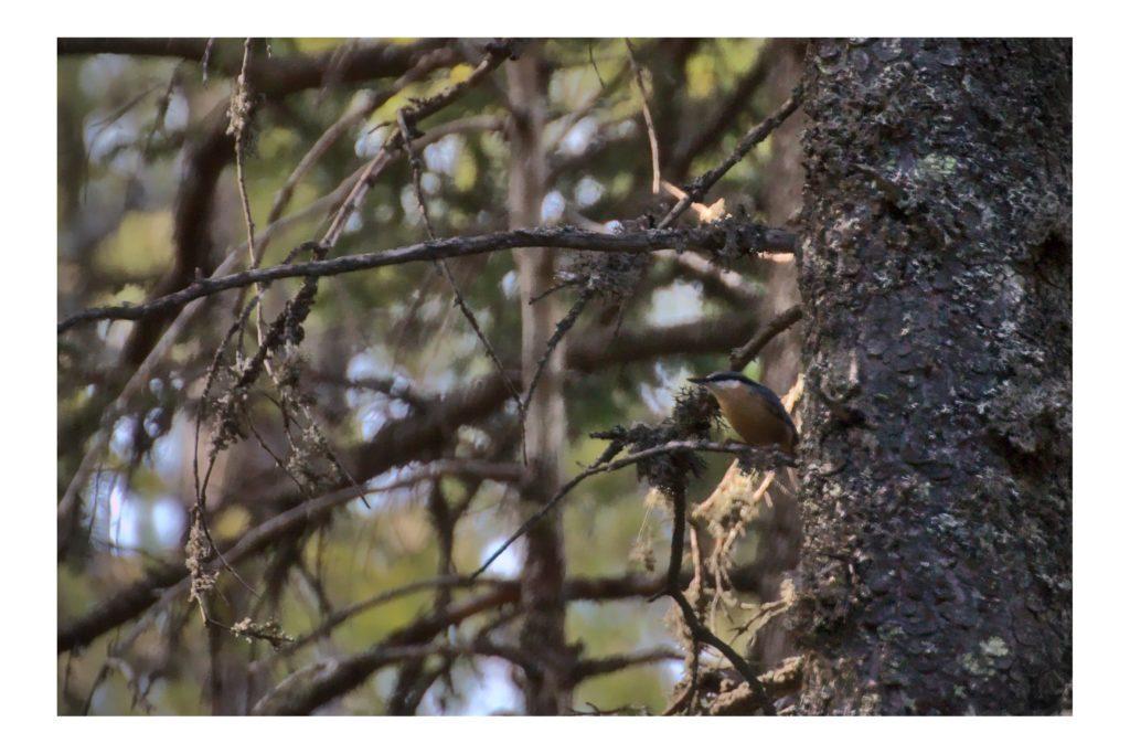 Sittelle Torchepot (petit oiseau gris et orangé) sur une branche regardant vers la gauche