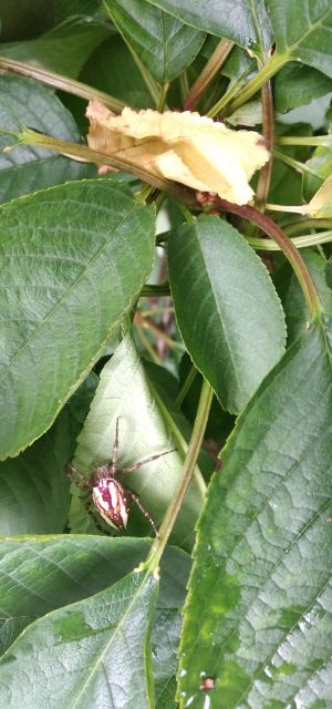 Red spider found by dozens in the cherry trees